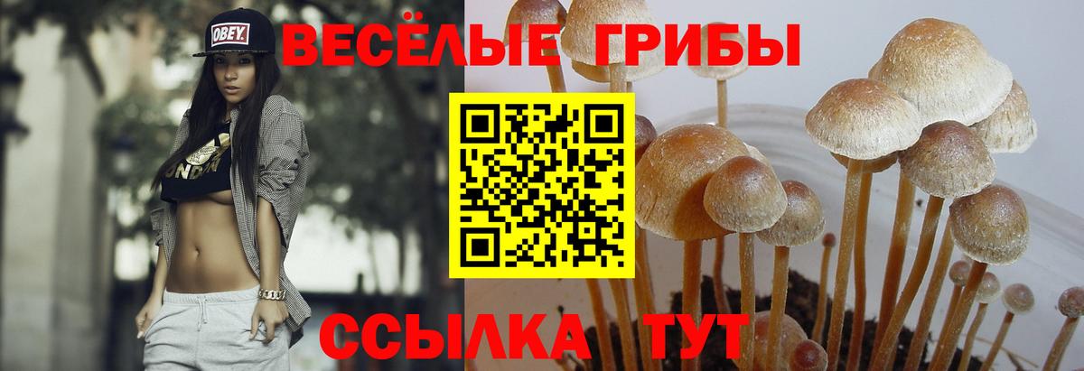 Псилоцибиновые грибы Magic Shrooms  как найти   Новоалтайск  Вход с VPN 